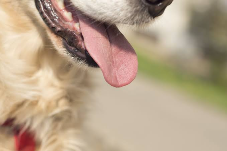 Understanding Canine Breathing Patterns and How to Keep Them Calm