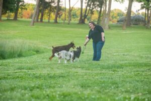 The Best Dog Trainers in Charlotte for Aggression Training