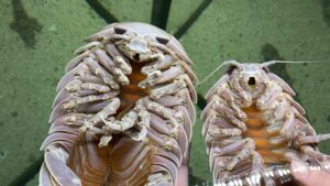 Discovering the World of Isopods in the UK: A Guide to These Fascinating Crustaceans